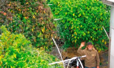 La fase vegetativa della cannabis non è necessaria?