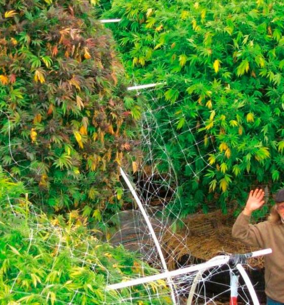 La fase vegetativa della cannabis non è necessaria?