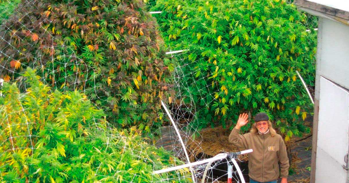 La fase vegetativa della cannabis non è necessaria?