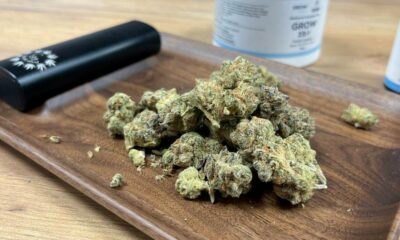 Il programma di cannabis medica fallisce in Irlanda