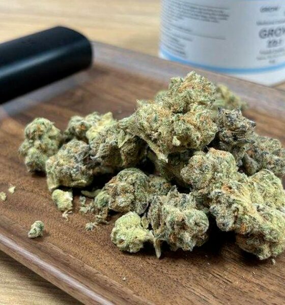 Il programma di cannabis medica fallisce in Irlanda