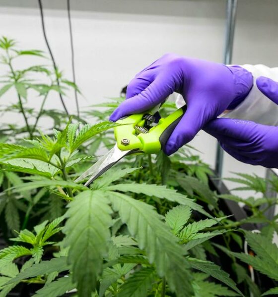 Cannabis medica legale in Francia