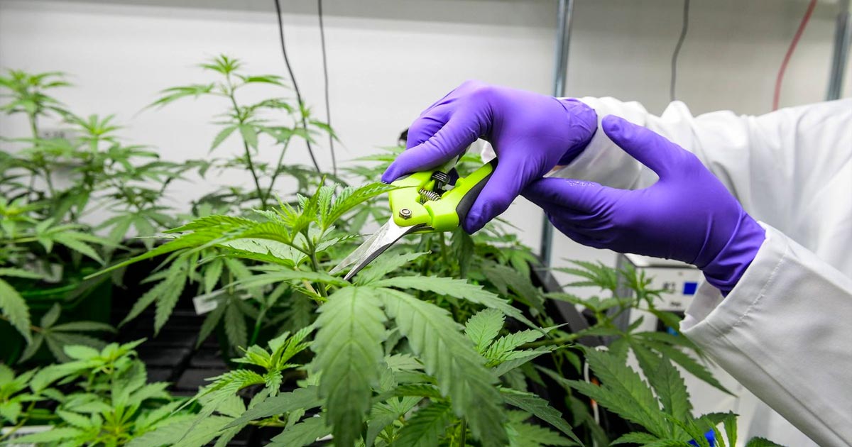 Cannabis medica legale in Francia