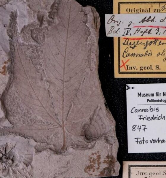 Cannabis fossile