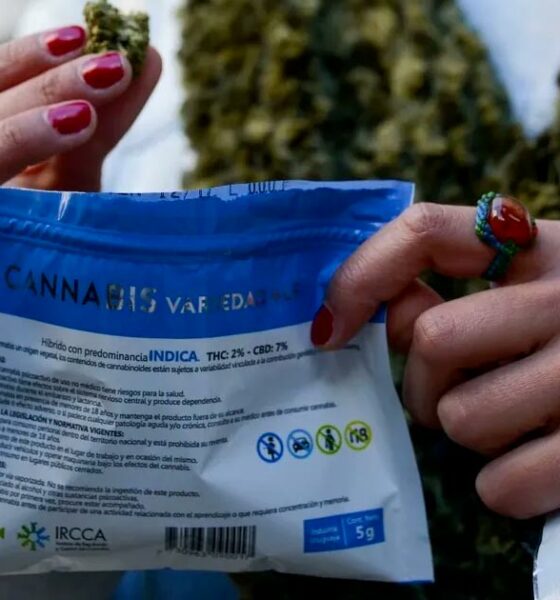 Mercato grigio della cannabis in Uruguay