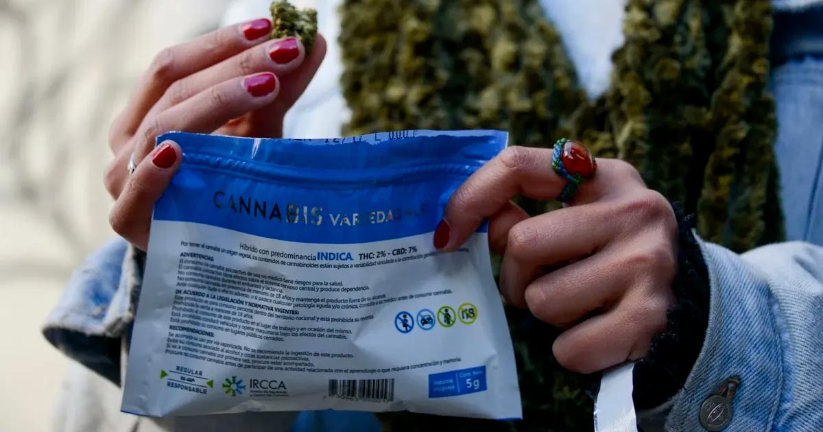 Mercato grigio della cannabis in Uruguay