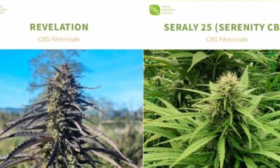 Varietà di canapa CBD e CBG nel catalogo francese