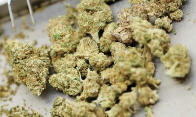 Il Canada rimane il principale fornitore di cannabis terapeutica della Germania