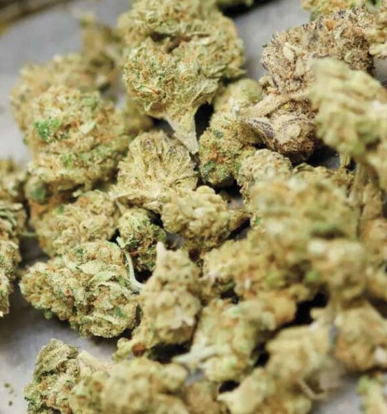 Il Canada rimane il principale fornitore di cannabis terapeutica della Germania