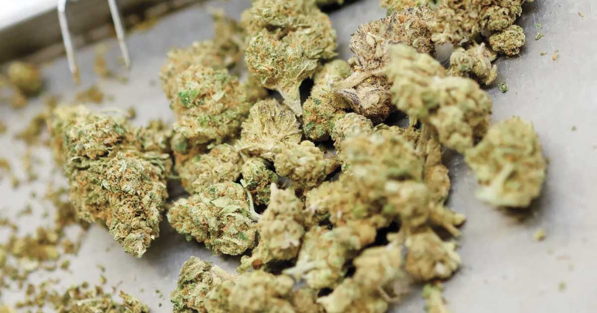Il Canada rimane il principale fornitore di cannabis terapeutica della Germania