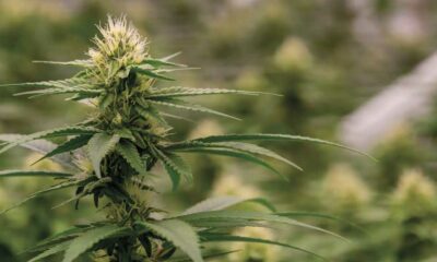 La Colombia rilancia la legalizzazione della cannabis