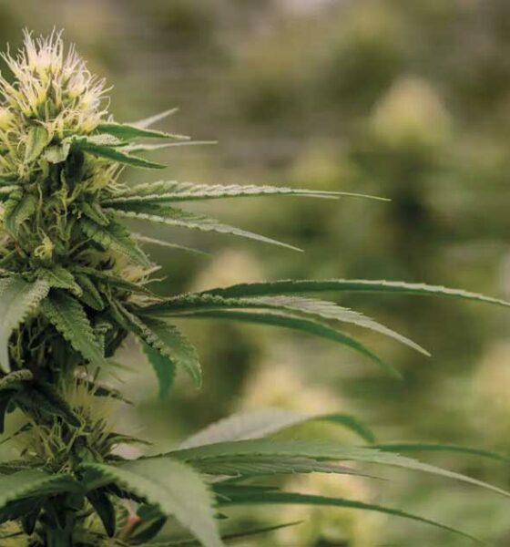 La Colombia rilancia la legalizzazione della cannabis