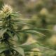 La Colombia rilancia la legalizzazione della cannabis