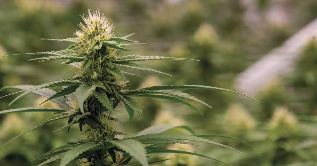 La Colombia rilancia la legalizzazione della cannabis
