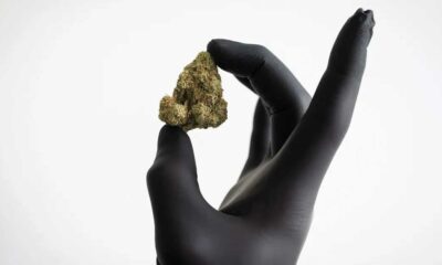 Rimborso dei fiori di cannabis in Germania