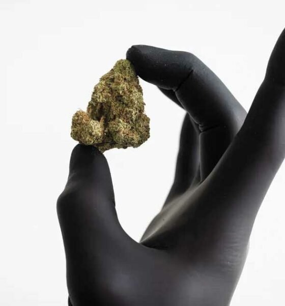Rimborso dei fiori di cannabis in Germania
