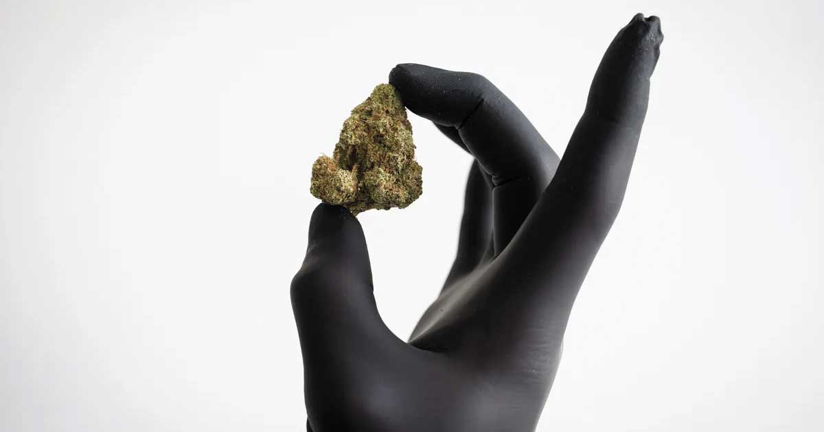 Rimborso dei fiori di cannabis in Germania