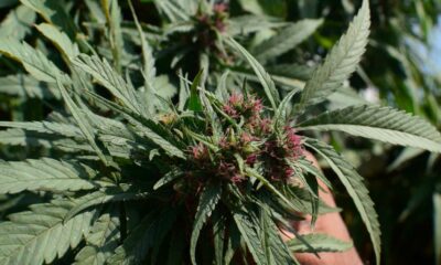 Organismo di regolamentazione della cannabis in Pakistan
