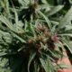 Organismo di regolamentazione della cannabis in Pakistan