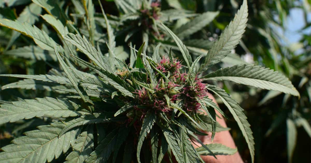 Organismo di regolamentazione della cannabis in Pakistan