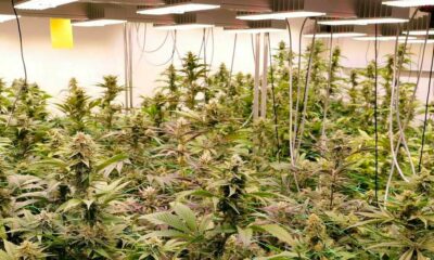 Progetto pilota sulla cannabis ricreativa in Germania