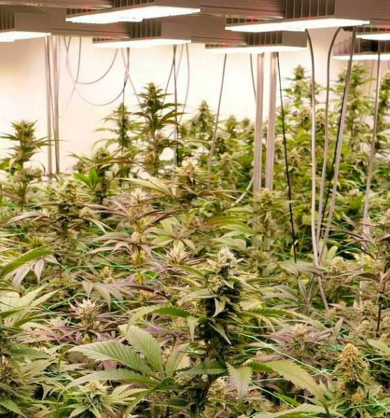 Progetto pilota sulla cannabis ricreativa in Germania