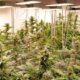 Progetto pilota sulla cannabis ricreativa in Germania