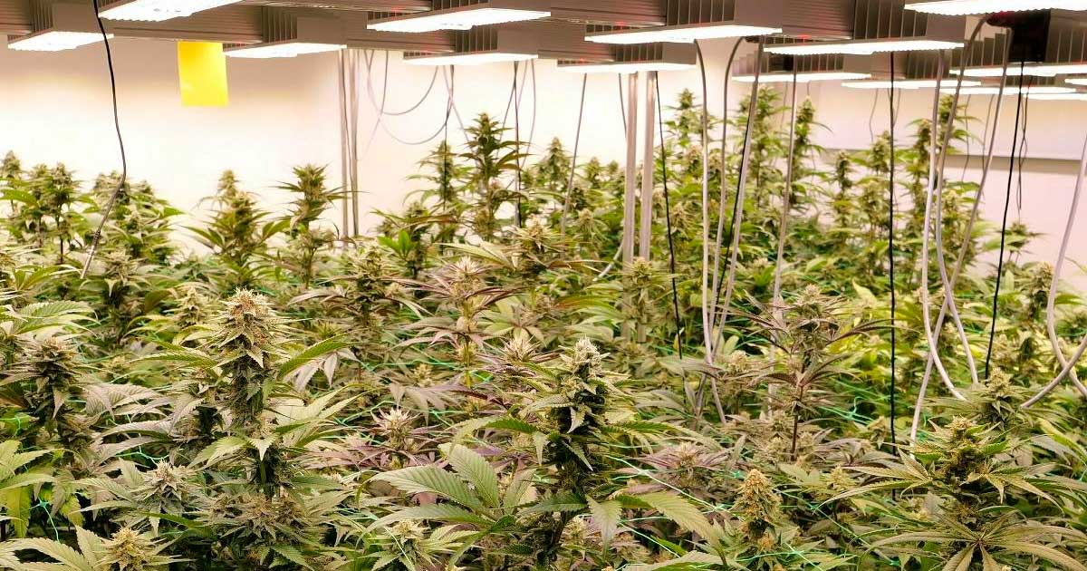 Progetto pilota sulla cannabis ricreativa in Germania