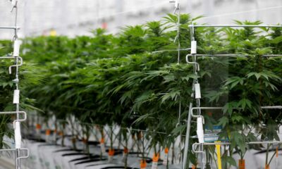 Sondaggio sulla cannabis terapeutica in Francia