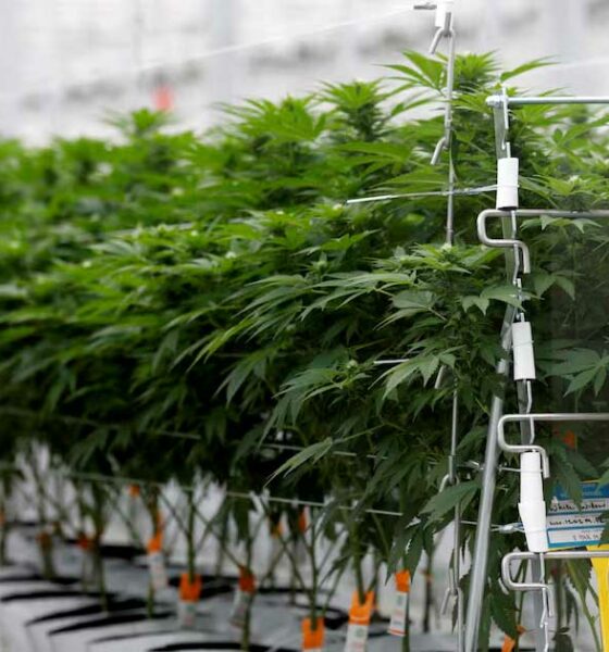 Sondaggio sulla cannabis terapeutica in Francia