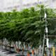 Sondaggio sulla cannabis terapeutica in Francia