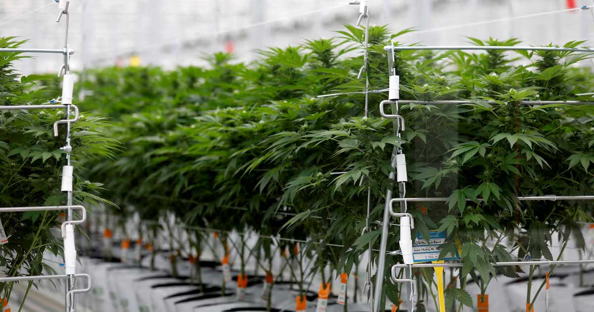 Sondaggio sulla cannabis terapeutica in Francia