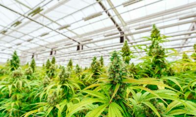 Dibattito sulla legalizzazione della cannabis in Argentina
