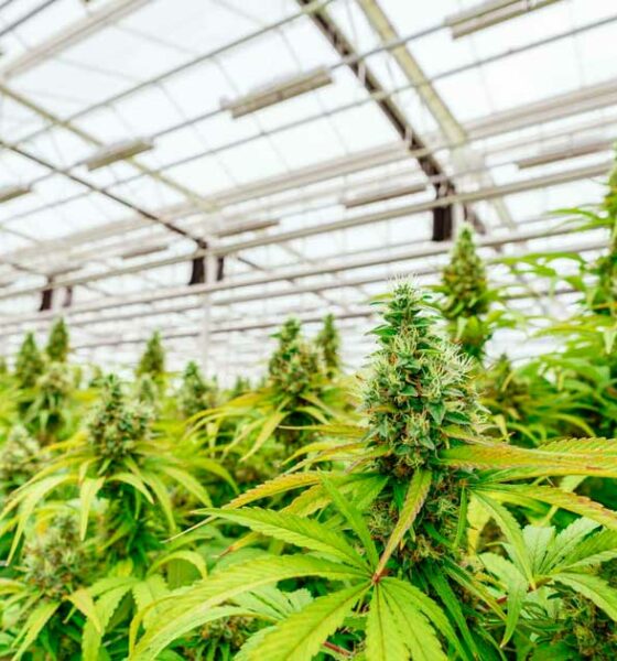Dibattito sulla legalizzazione della cannabis in Argentina
