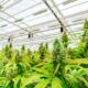 Dibattito sulla legalizzazione della cannabis in Argentina