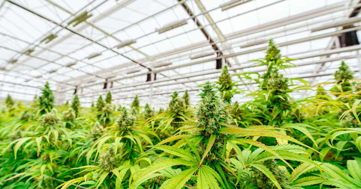 Dibattito sulla legalizzazione della cannabis in Argentina