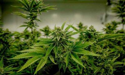 Cannabis e testosterone
