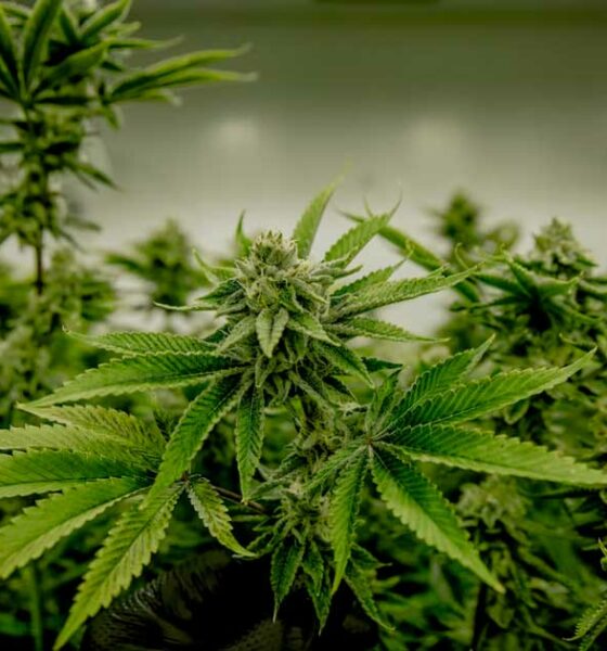 Cannabis e testosterone