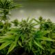 Cannabis e testosterone