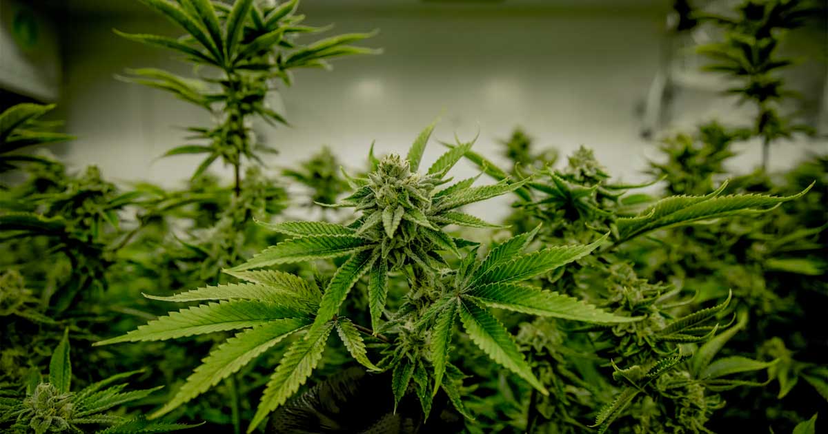 Cannabis e testosterone