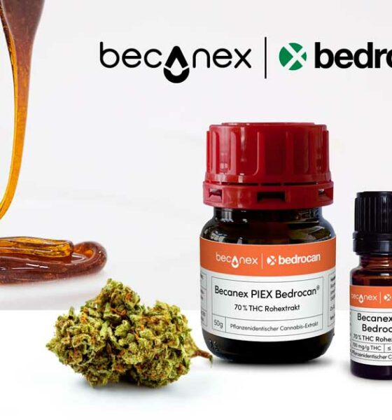 Concentrato di cannabis Bedrocan
