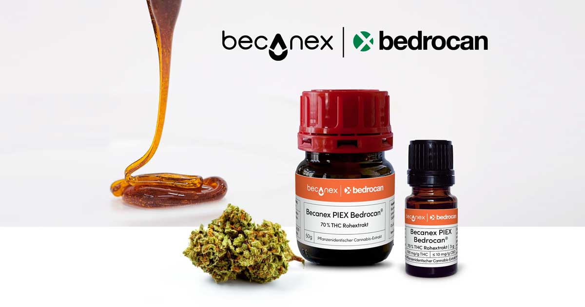 Concentrato di cannabis Bedrocan