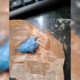 Hashish blu a PINACA