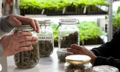 La cannabis riduce le overdose di oppiacei
