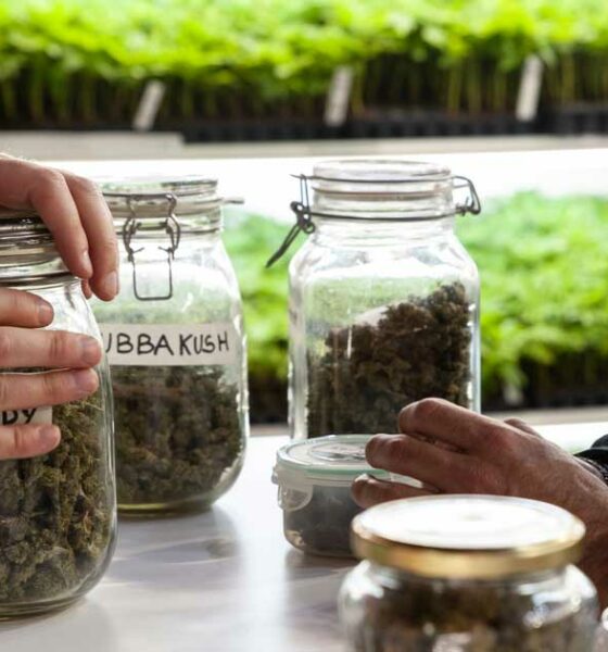 La cannabis riduce le overdose di oppiacei