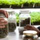 La cannabis riduce le overdose di oppiacei