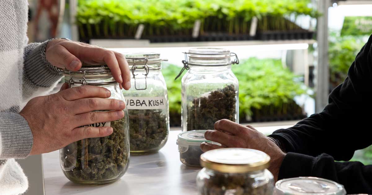 La cannabis riduce le overdose di oppiacei