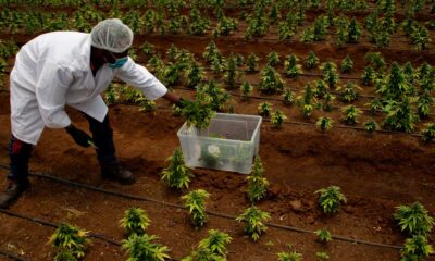 In attesa della legalizzazione della cannabis in Sudafrica
