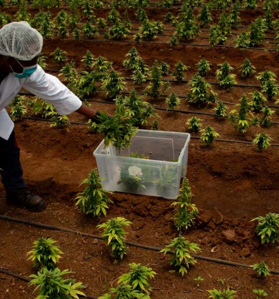 In attesa della legalizzazione della cannabis in Sudafrica
