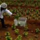 In attesa della legalizzazione della cannabis in Sudafrica